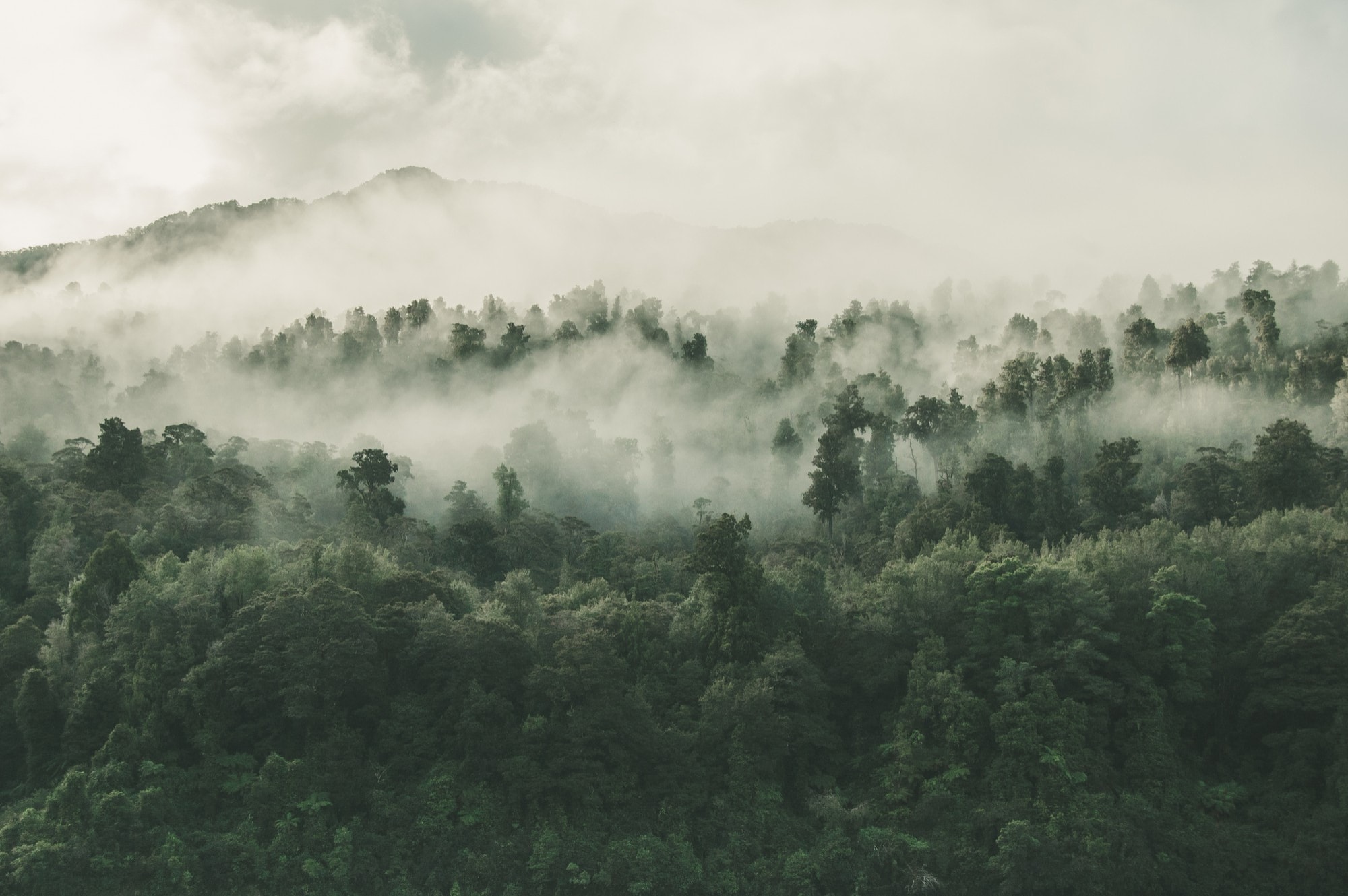 Black Forest Hintergrund Black Forest Background